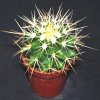 Echinocactus grusonii-art63